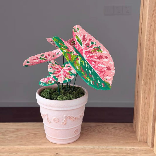 Pink Mojito Caladium Pot DIY KIT