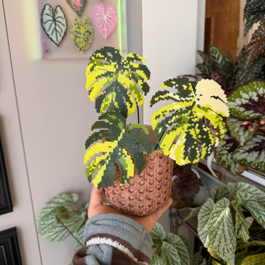 .𖥔 ݁ ˖LoopJelly𓂃.☘︎ ݁˖Pixel Potted Plants🌿Monstera deliciosa ‘Aurea’ 💛