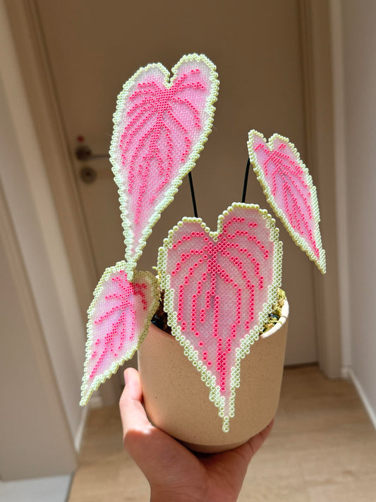 .𖥔 ݁ ˖LoopJelly𓂃.☘︎ ݁˖Pixel Potted Plants🌿Caladium ‘Sweetheart’💗