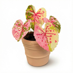 .𖥔 ݁ ˖LoopJelly𓂃.☘︎ ݁˖Pixel Potted Plants🌿Caladium ‘Rose’🌹