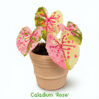 .𖥔 ݁ ˖LoopJelly𓂃.☘︎ ݁˖Pixel Potted Plants🌿Caladium ‘Rose’🌹