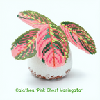 .𖥔 ݁ ˖LoopJelly𓂃.☘︎ ݁˖Pixel Potted Plants🌿Calathea ‘Pink Ghost Variegata’