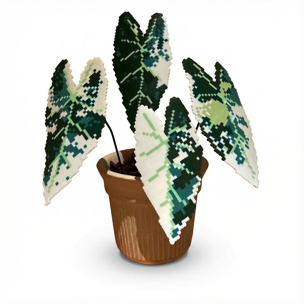 .𖥔 ݁ ˖LoopJelly𓂃.☘︎ ݁˖Pixel Potted Plants🌿Alocasia ‘Variegated Green Velvet’🖤