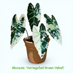 .𖥔 ݁ ˖LoopJelly𓂃.☘︎ ݁˖Pixel Potted Plants🌿Alocasia ‘Variegated Green Velvet’🖤