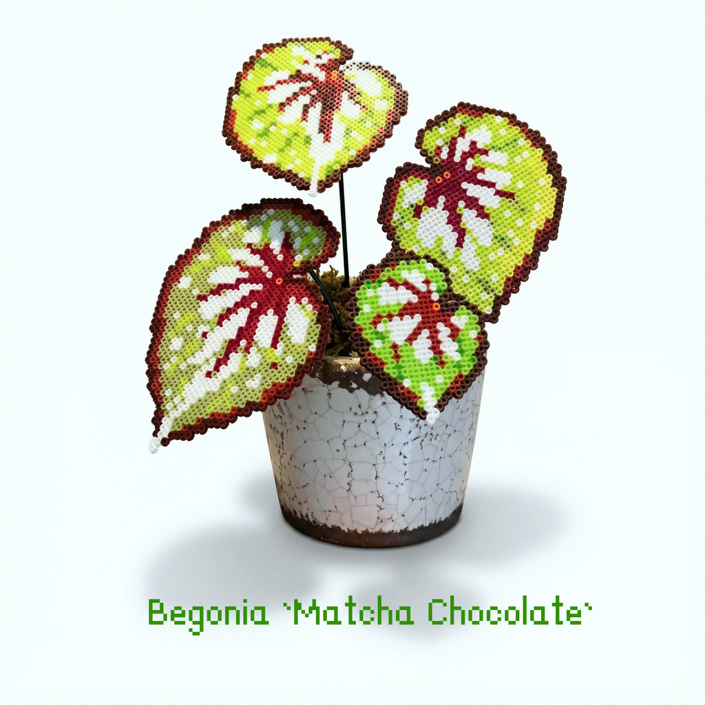 .𖥔 ݁ ˖LoopJelly𓂃.☘︎ ݁˖Pixel Potted Plants🌿Begonia ‘Matcha Chocolate‘🍫