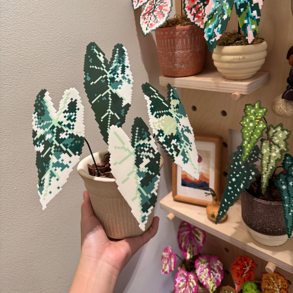 .𖥔 ݁ ˖LoopJelly𓂃.☘︎ ݁˖Pixel Potted Plants🌿Alocasia ‘Variegated Green Velvet’🖤