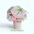 .𖥔 ݁ ˖LoopJelly𓂃.☘︎ ݁˖Pixel Potted Plants🌿Begonia 'Martin's Mystery