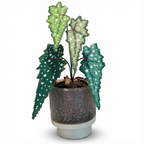 .𖥔 ݁ ˖LoopJelly𓂃.☘︎ ݁˖Pixel Potted Plants🌿Begonia 'Sardine' 🐟