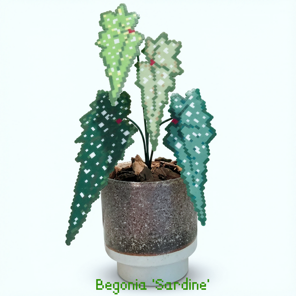 .𖥔 ݁ ˖LoopJelly𓂃.☘︎ ݁˖Pixel Potted Plants🌿Begonia 'Sardine' 🐟