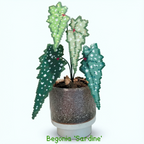 .𖥔 ݁ ˖LoopJelly𓂃.☘︎ ݁˖Pixel Potted Plants🌿Begonia 'Sardine' 🐟