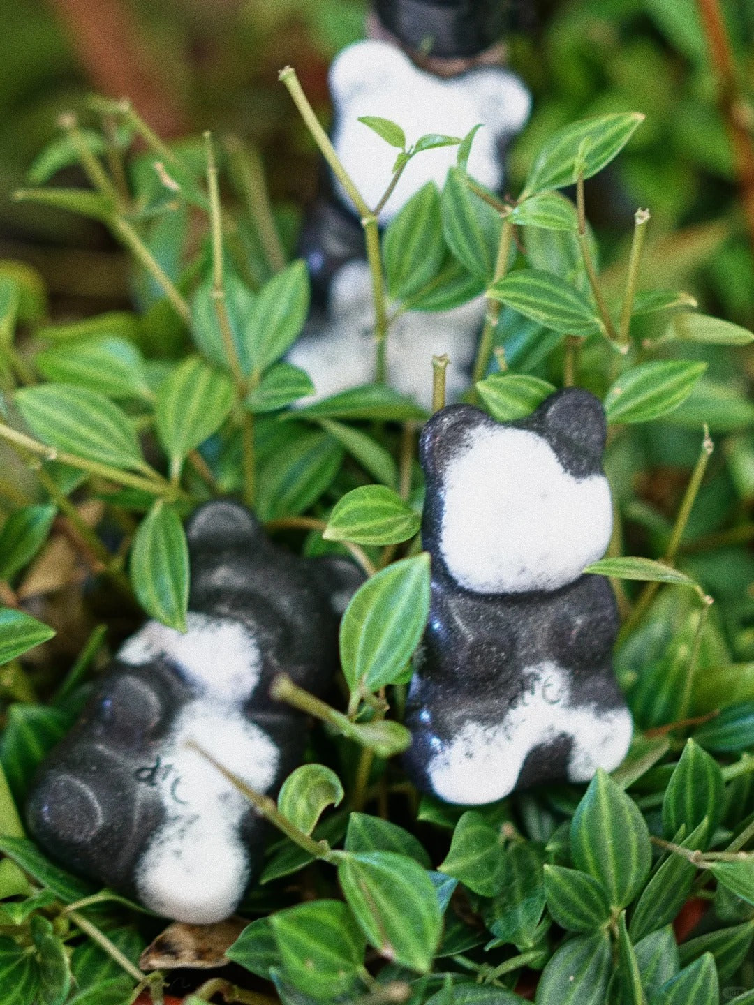 ɞLoopjellyɞ——ʕ ᵔᴥᵔ ʔAteJellʏ̆̈ ✩⡱Magsafe Jelly Dear Bear Standつ♡⊂