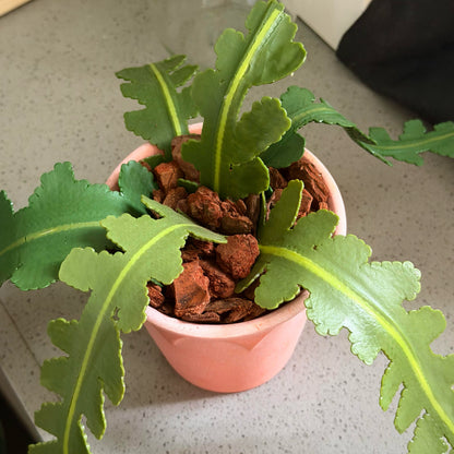 Fishbone Cactus Pot DIY KIT