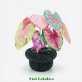 .𖥔 ݁ ˖LoopJelly𓂃.☘︎ ݁˖Pixel Potted Plants🌿Pink Caladium