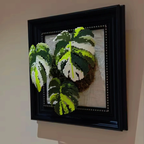 .𖥔 ݁ ˖LoopJelly𓂃.☘︎ ݁˖Pixel Plant Frames🍃Monstera Albo