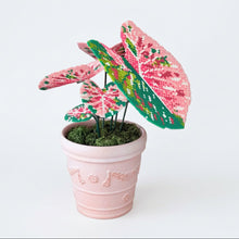 Pink Mojito Caladium Pot DIY KIT