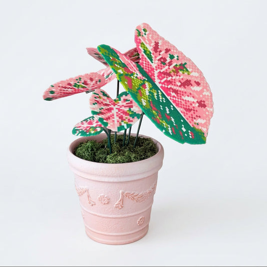 Pink Mojito Caladium Pot DIY KIT