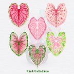.𖥔 ݁ ˖LoopJelly𓂃.☘︎ ݁˖Pixel Potted Plants🌿Pink Caladium