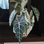 .𖥔 ݁ ˖LoopJelly𓂃.☘︎ ݁˖Pixel Potted Plants🌿Green Velvet Alocasia