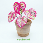 .𖥔 ݁ ˖LoopJelly𓂃.☘︎ ݁˖Pixel Potted Plants🌿Caladium'Pink '🌸