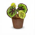 .𖥔 ݁ ˖LoopJelly𓂃.☘︎ ݁˖Pixel Potted Plants🌿Begonia ‘Beautiful Pattern’🎨