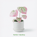 .𖥔 ݁ ˖LoopJelly𓂃.☘︎ ݁˖Pixel Potted Plants🌿Begonia 'Martin's Mystery
