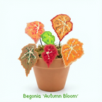 .𖥔 ݁ ˖LoopJelly𓂃.☘︎ ݁˖Pixel Potted Plants🌿Begonia ‘Autumn Bloom’🍂
