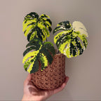 .𖥔 ݁ ˖LoopJelly𓂃.☘︎ ݁˖Pixel Potted Plants🌿 Monstera deliciosa ‘Aurea’ 💛