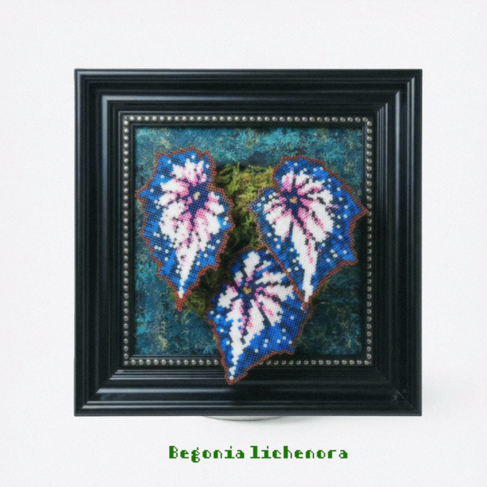 .𖥔 ݁ ˖LoopJelly𓂃.☘︎ ݁˖Pixel Plant Frames🍃Begonia lichenora