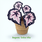 .𖥔 ݁ ˖LoopJelly𓂃.☘︎ ݁˖Pixel Potted Plants🌿Begonia ‘Dolce Vita’