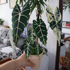 .𖥔 ݁ ˖LoopJelly𓂃.☘︎ ݁˖Pixel Potted Plants🌿 Green Velvet Alocasia