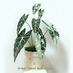 .𖥔 ݁ ˖LoopJelly𓂃.☘︎ ݁˖Pixel Potted Plants🌿 Green Velvet Alocasia