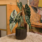 .𖥔 ݁ ˖LoopJelly𓂃.☘︎ ݁˖Pixel Potted Plants🌿 Green Velvet Alocasia