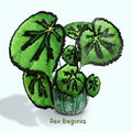 .𖥔 ݁ ˖LoopJelly𓂃.☘︎ ݁˖Pixel Potted Plants🌿Rex Begonia