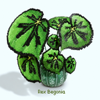 .𖥔 ݁ ˖LoopJelly𓂃.☘︎ ݁˖Pixel Potted Plants🌿Rex Begonia