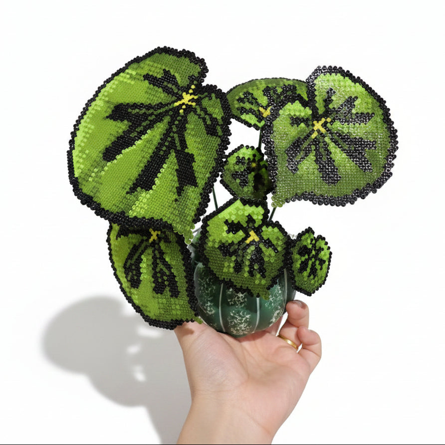 .𖥔 ݁ ˖LoopJelly𓂃.☘︎ ݁˖Pixel Potted Plants🌿Rex Begonia