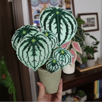 .𖥔 ݁ ˖LoopJelly𓂃.☘︎ ݁˖Pixel Potted Plants🌿 Watermelon Peperomia