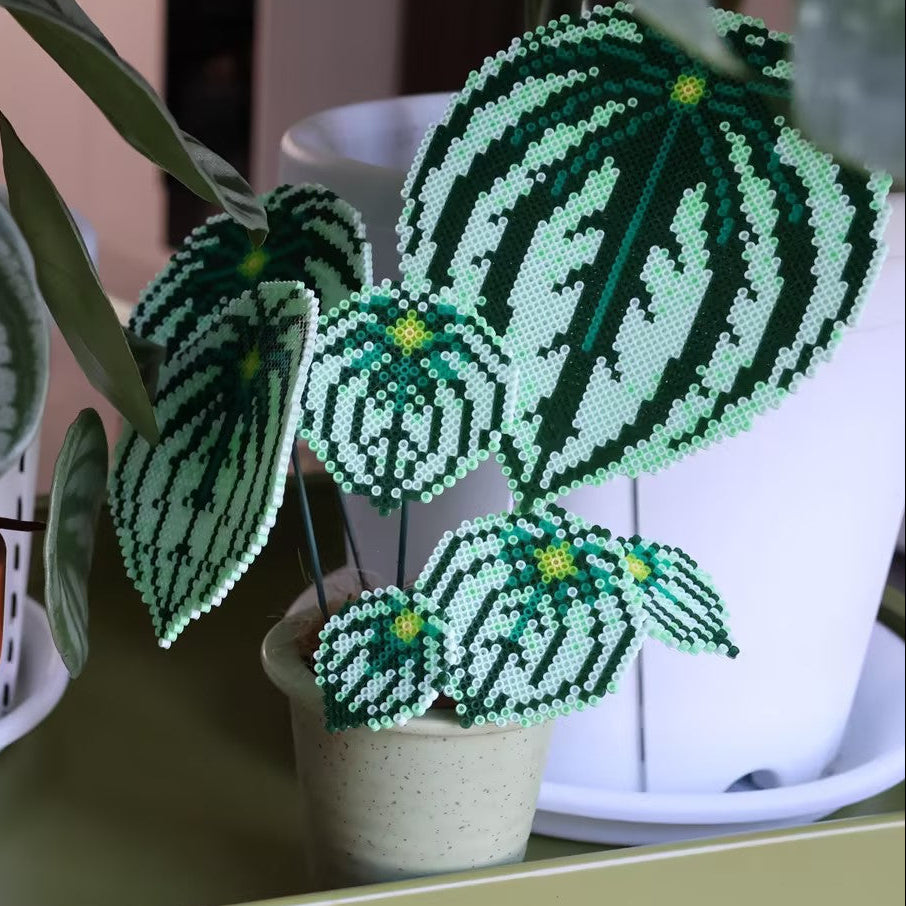 .𖥔 ݁ ˖LoopJelly𓂃.☘︎ ݁˖Pixel Potted Plants🌿 Watermelon Peperomia