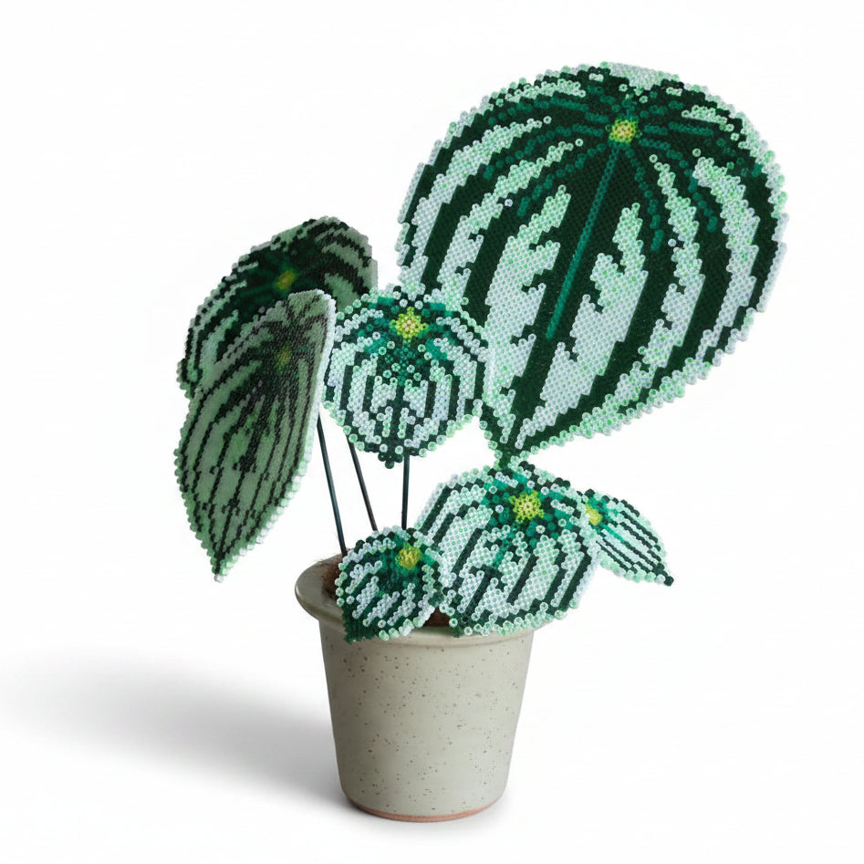.𖥔 ݁ ˖LoopJelly𓂃.☘︎ ݁˖Pixel Potted Plants🌿 Watermelon Peperomia