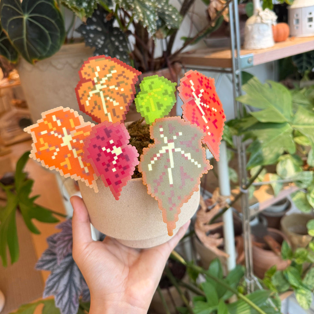 .𖥔 ݁ ˖LoopJelly𓂃.☘︎ ݁˖Pixel Potted Plants🌿Begonia ‘Autumn Bloom’🍂
