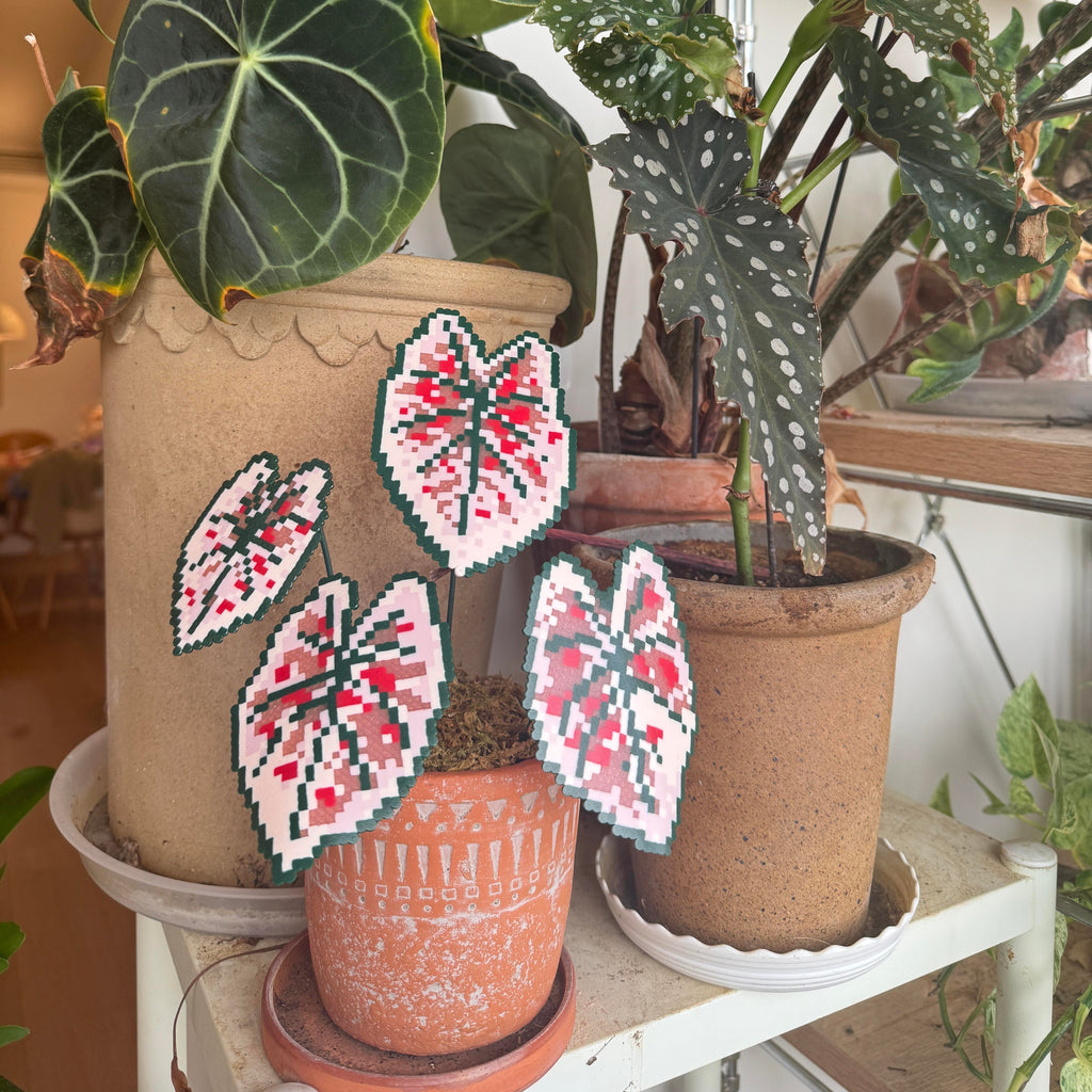 .𖥔 ݁ ˖LoopJelly𓂃.☘︎ ݁˖Pixel Potted Plants🌿Begonia ‘strawberry’🍓