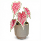 .𖥔 ݁ ˖LoopJelly𓂃.☘︎ ݁˖Pixel Potted Plants🌿Caladium ‘Sweetheart’💗