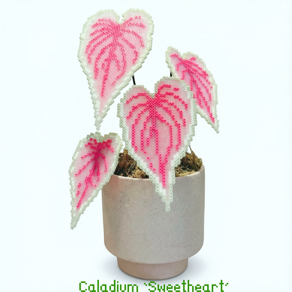 .𖥔 ݁ ˖LoopJelly𓂃.☘︎ ݁˖Pixel Potted Plants🌿Caladium ‘Sweetheart’💗