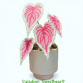 .𖥔 ݁ ˖LoopJelly𓂃.☘︎ ݁˖Pixel Potted Plants🌿Caladium ‘Sweetheart’💗