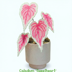 .𖥔 ݁ ˖LoopJelly𓂃.☘︎ ݁˖Pixel Potted Plants🌿Caladium ‘Sweetheart’💗