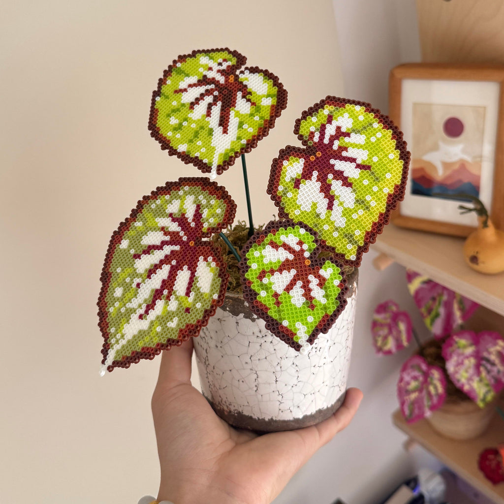 .𖥔 ݁ ˖LoopJelly𓂃.☘︎ ݁˖Pixel Potted Plants🌿Begonia ‘Matcha Chocolate‘🍫