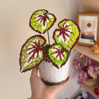 .𖥔 ݁ ˖LoopJelly𓂃.☘︎ ݁˖Pixel Potted Plants🌿Begonia ‘Matcha Chocolate‘🍫