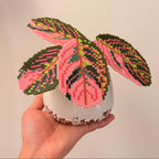 .𖥔 ݁ ˖LoopJelly𓂃.☘︎ ݁˖Pixel Potted Plants🌿Calathea ‘Pink Ghost Variegata’
