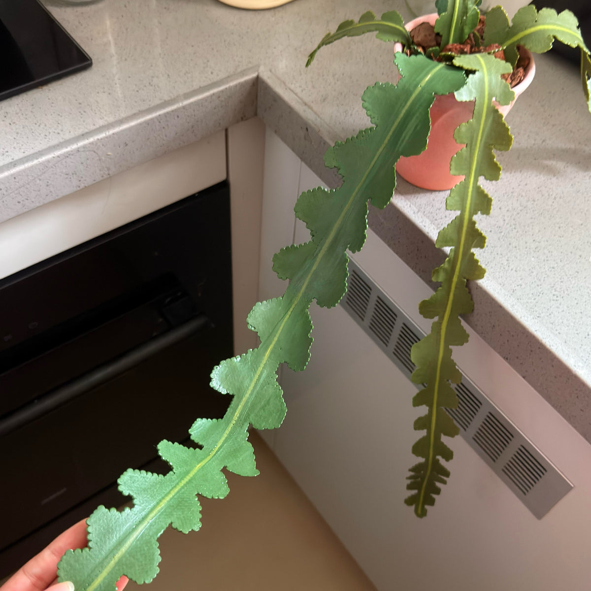 Fishbone Cactus Pot DIY KIT