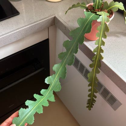 Fishbone Cactus Pot DIY KIT