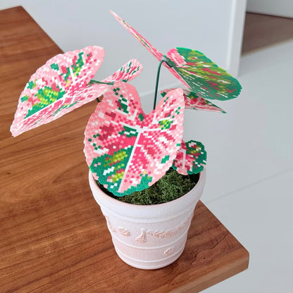 Pink Mojito Caladium Pot DIY KIT